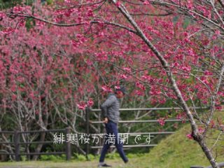 お天気回復！と思いきや午後から強風に💨
フライト中止🪂となったお客様は残念でしたが、奄美では桜が見頃を迎えています🌸
一足早い春☘️をぜひ感じてください。

#奄美大島 
#奄美の桜 
#一足早い春 
#春の奄美
#パラグライダー体験